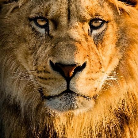 Lions Den - Zoo Accommodation تشيستر المظهر الخارجي الصورة
